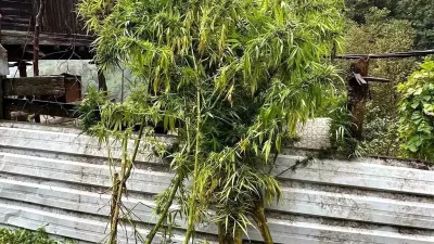 Artvin Borçka’da Uyuşturucu Operasyonu Detayları