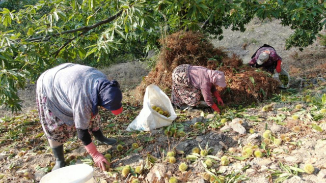 Aydın ve İzmir'de Kestane Hasadı Hız Kazandı: Üreticiler ve İşçiler Hareketli Günler Yaşıyor