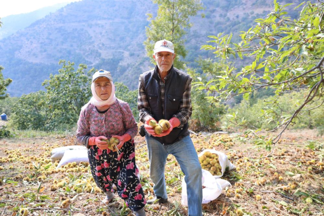 Aydın ve İzmir'de Kestane Hasadı Hız Kazandı: Üreticiler ve İşçiler Hareketli Günler Yaşıyor