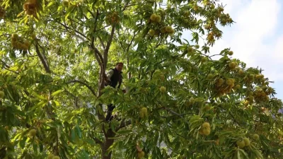 Aydın ve İzmir’de Kestane Hasadı Hız Kazandı: Üreticiler ve İşçiler Hareketli Günler Yaşıyor