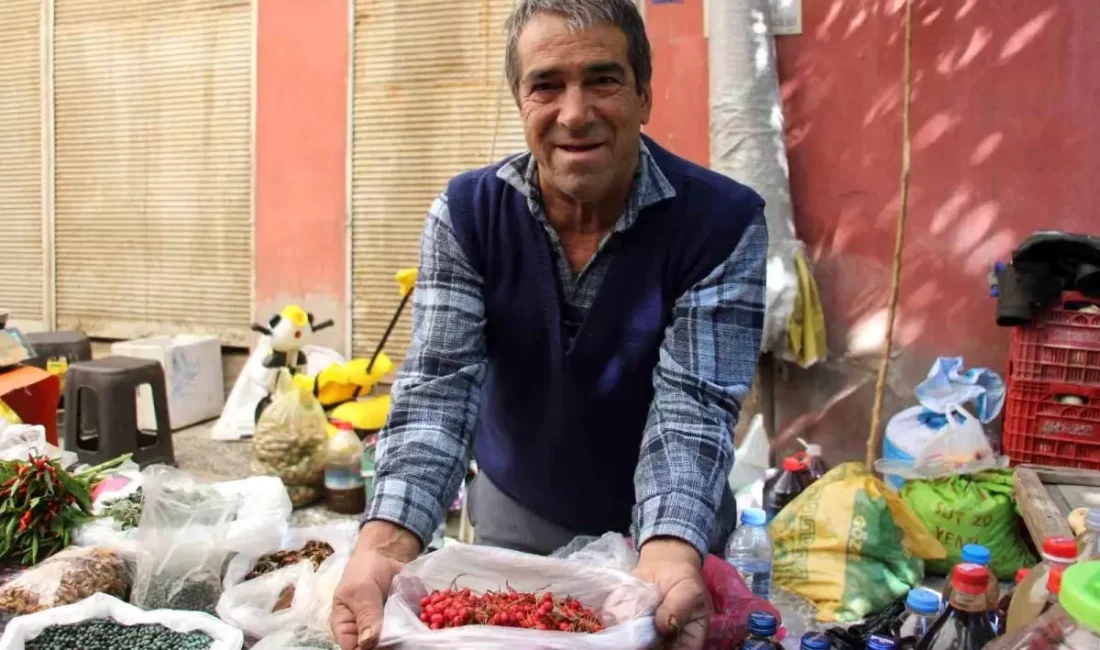 Aydın'da sonbaharın kırmızısı Kızılcığın