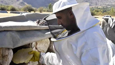 Bitlis Yaylalarında Geleneksel Karakovan Balı Hasadı Başladı