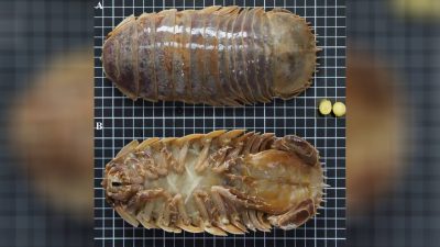 Güney Çin Denizi’nde Keşfedilen Dev İzopod: Bathynomus vaderi hakkında yeni bilgiler