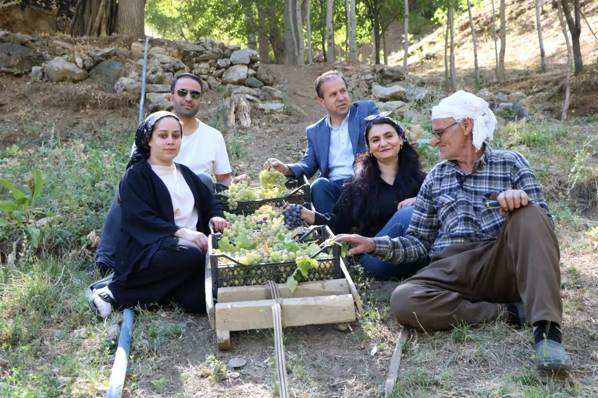 Hakkari’de Yaşlı Çiftçinin Geleneksel Üzüm Hasadı Rüzgarı