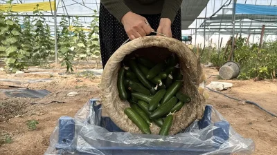 Kadın Girişimci Türkan Ay ile Seracılıkta Başarı Hikayesi