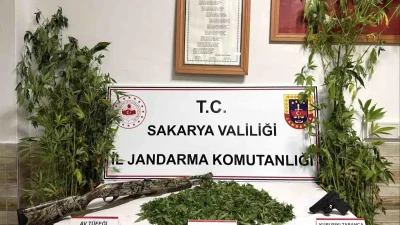 Karasu’da Yasadışı Kenevir Operasyonu Sonuçlandı: Şüpheli Tutuklandı