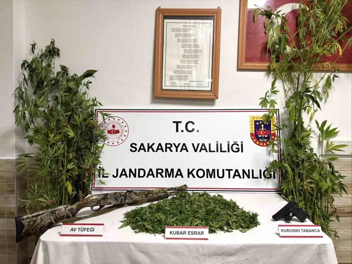 Karasu’da Yasadışı Kenevir Operasyonu Sonuçlandı: Şüpheli Tutuklandı