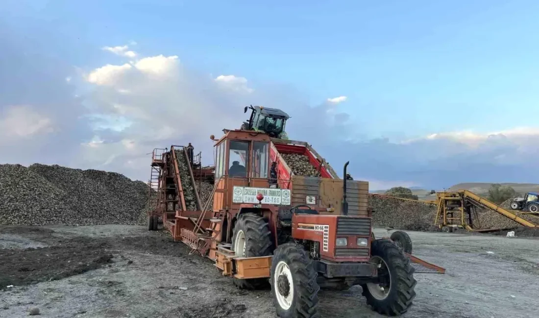 Kars'ta şeker pancarı hasadı