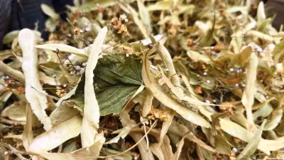 Kış Mevsiminde Ihlamurun Sağlık ve Ekonomik Önemi