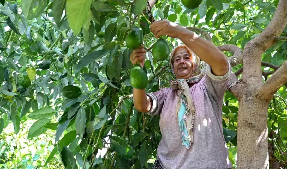 Mersin’de tarımsal kalkınma ve
