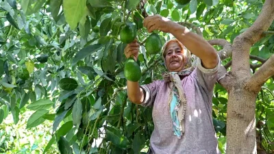 Mersin’de Tarımsal Kalkınma ve Tropikal Meyve Üretimine Büyük Destek