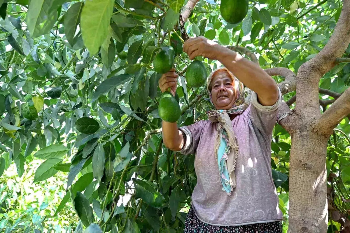 Mersin’de Tarımsal Kalkınma ve Tropikal Meyve Üretimine Büyük Destek