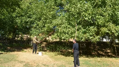 Muş’ta Ceviz Hasadı Hızla Sürüyor ve Yıllık Rehberlik Beklentisi Güncelleniyor