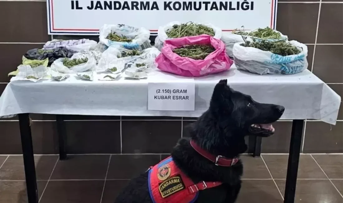 Muş'ta düzenlenen kenevir ve