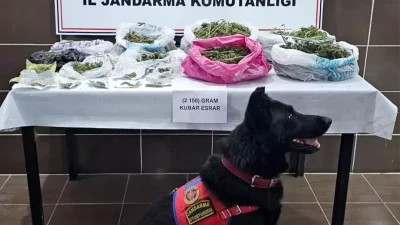 Muş’ta Kenevir ve Uyuşturucu Operasyonu: 1 Gözaltı