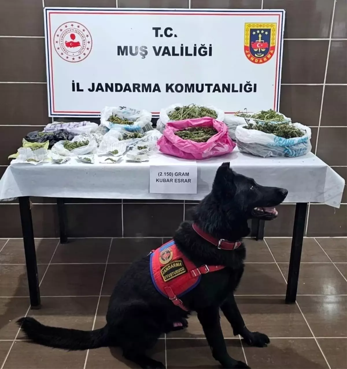 Muş’ta Kenevir ve Uyuşturucu Operasyonu: 1 Gözaltı