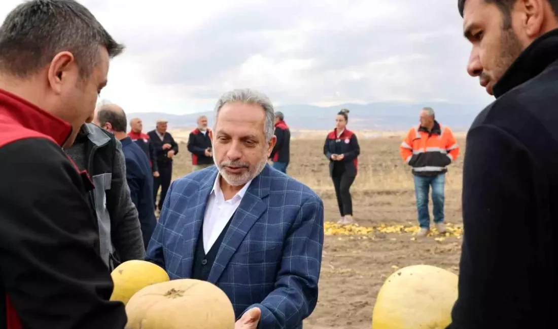 Talas'ta kabak çekirdeği üretiminde