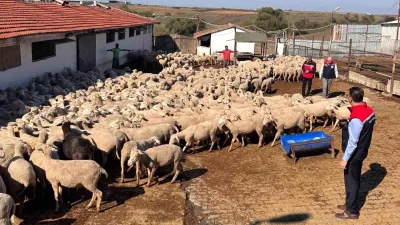 Tekirdağ Tarım ve Hayvancılık Alanındaki Çalışmalarını Sürdürüyor