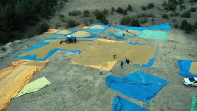 Tosya’da Geleneksel Yöntemlerle Pirinç Kurutma ve Hasat Serüveni