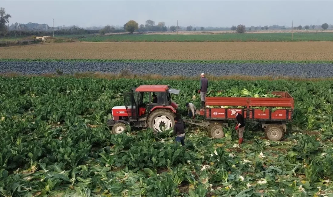 Bafra Ovası'nda karnabahar hasadı