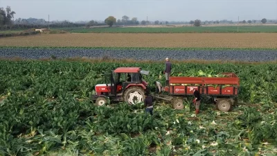 Bafra Ovası’nda Karnabahar Hasadı Başladı: Verim ve Piyasa Durumu Güncel