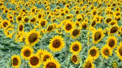 Edirne’de Kuraklık ve Değişen Ekim Alışkanlıklarıyla Tarımsal Çeşitlenme