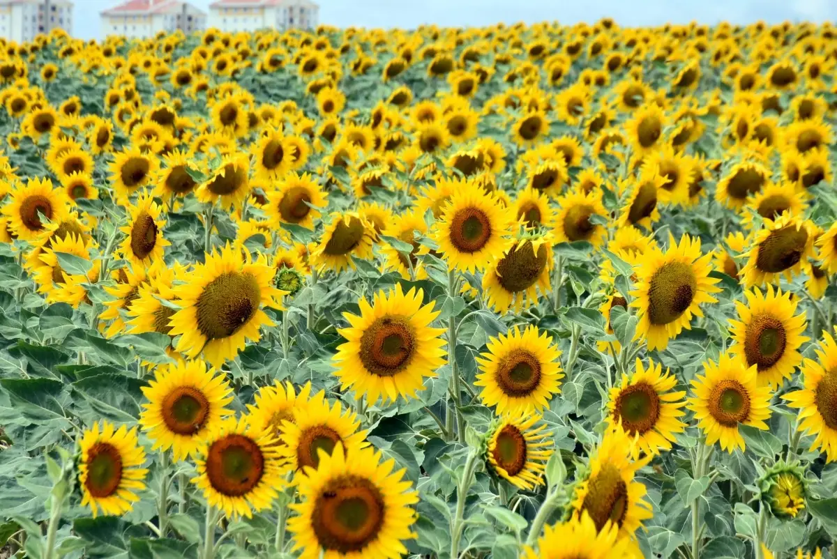 Edirne’de Kuraklık ve Değişen Ekim Alışkanlıklarıyla Tarımsal Çeşitlenme