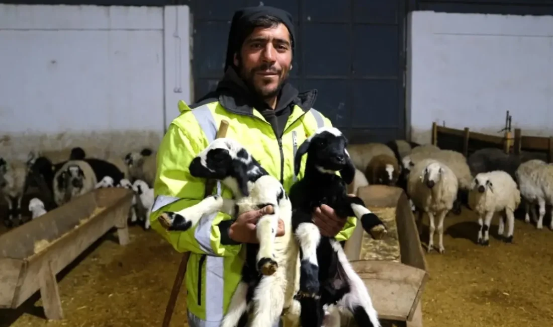 Erzincan'da ilk kuzuların doğumu