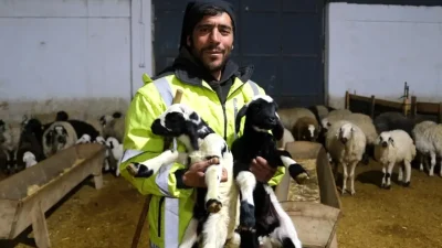 Erzincan’da İlk Kuzuların Doğumu Sevinç Yarattı