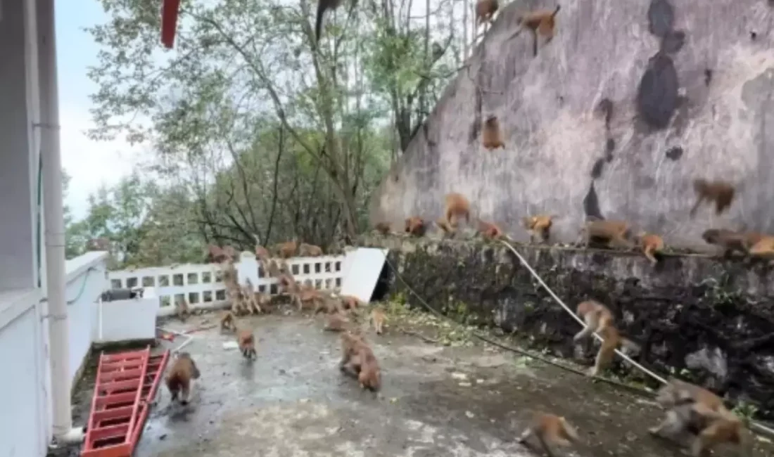 Qianlingshan Parkında maymunların çılgın