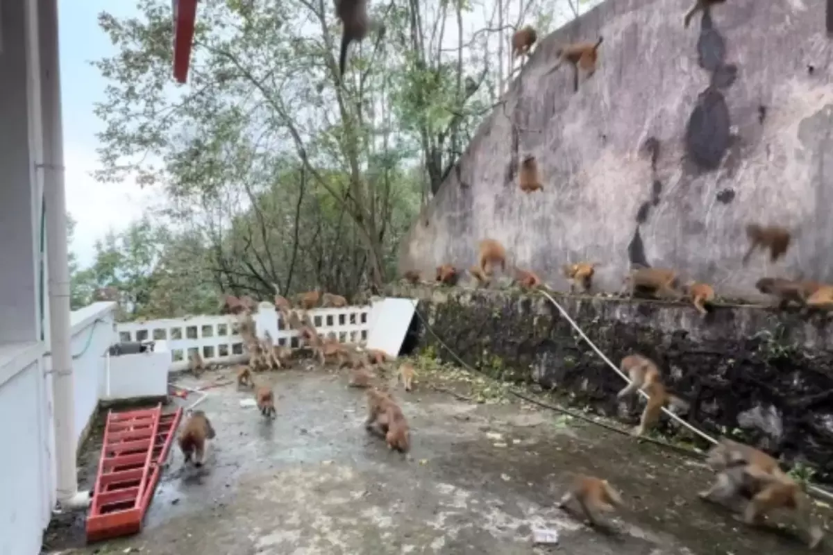 Qianlingshan Parkındaki Maymunların Çılgın Akını Kameralara Yansıdı