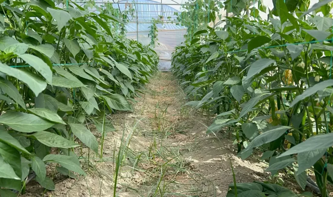 Samandağ biberinin hasadı başladı!