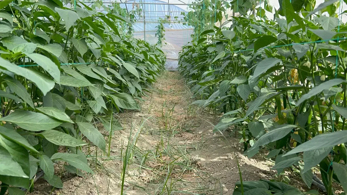 Samandağ Biberinin Hasadına Başlangıç ve Faydaları