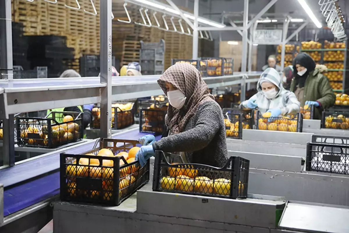 Saraylım Tarım’ın Mali Krizi ve Geleceğine İlişkin Kritik Gelişmeler