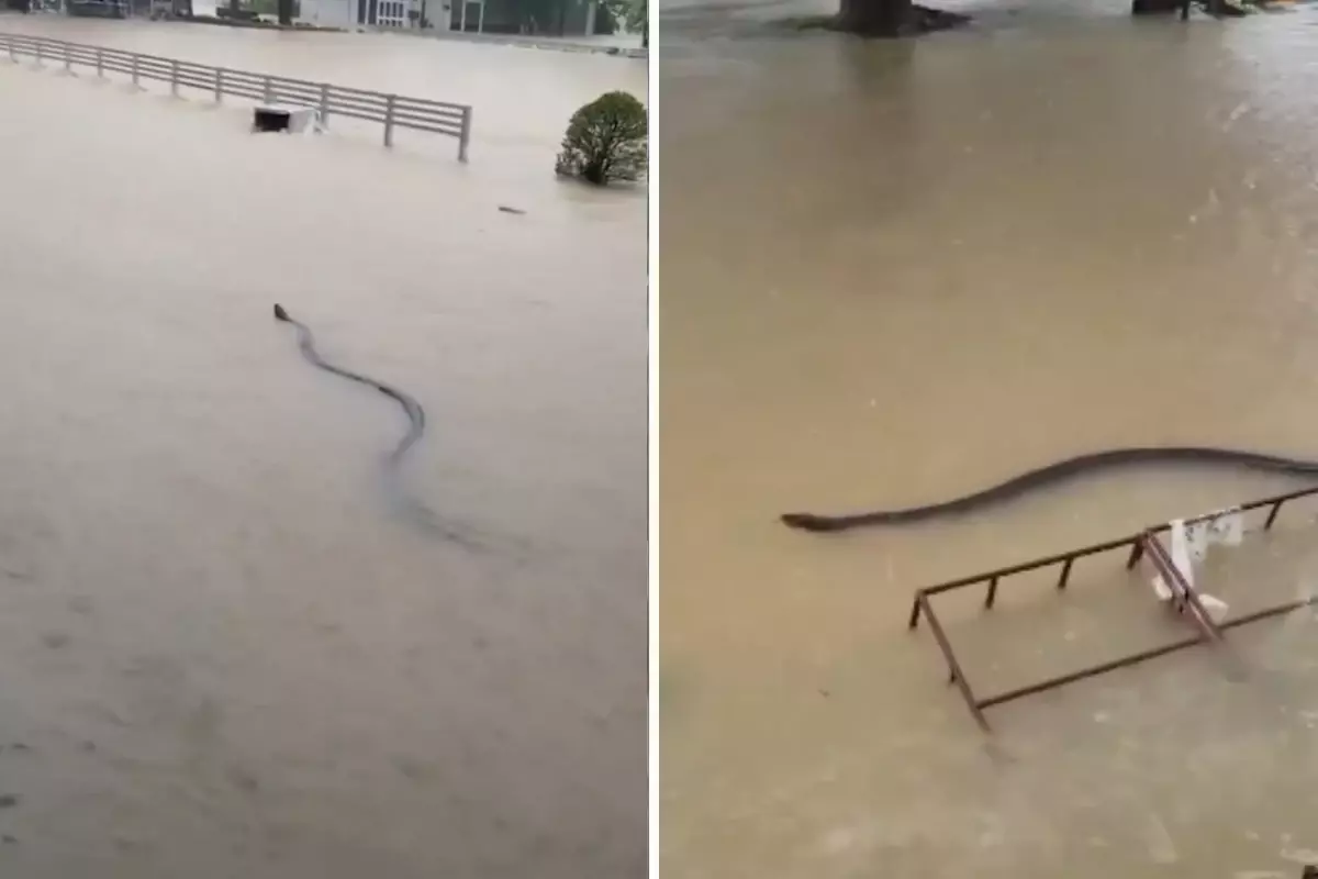 Tayland’da Son Yağışlar ve Sel Felaketinde Güncel Durum