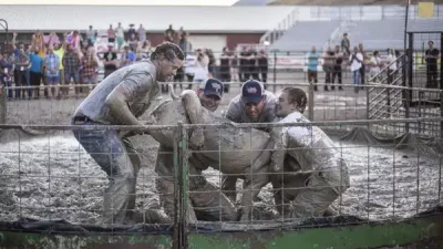 Teton County’de Yeniden Canlanan Domuz Güreşi Geleneği ve Tartışmalı Kararlar