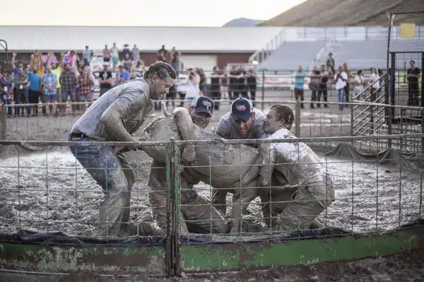 Teton County'de canlanan domuz