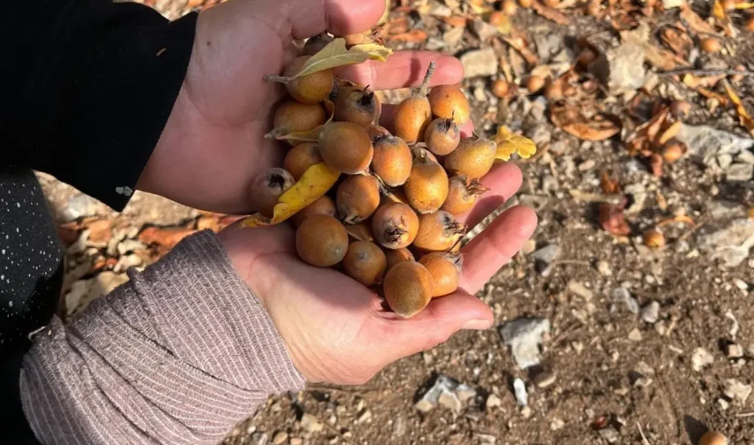 Akseki’de gizemli aşılama ile