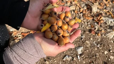 Akseki’de Gizemli Aşılamayla Yetişen Doğal Alıç Meyvesi Sevdalara Şifa Oluyor