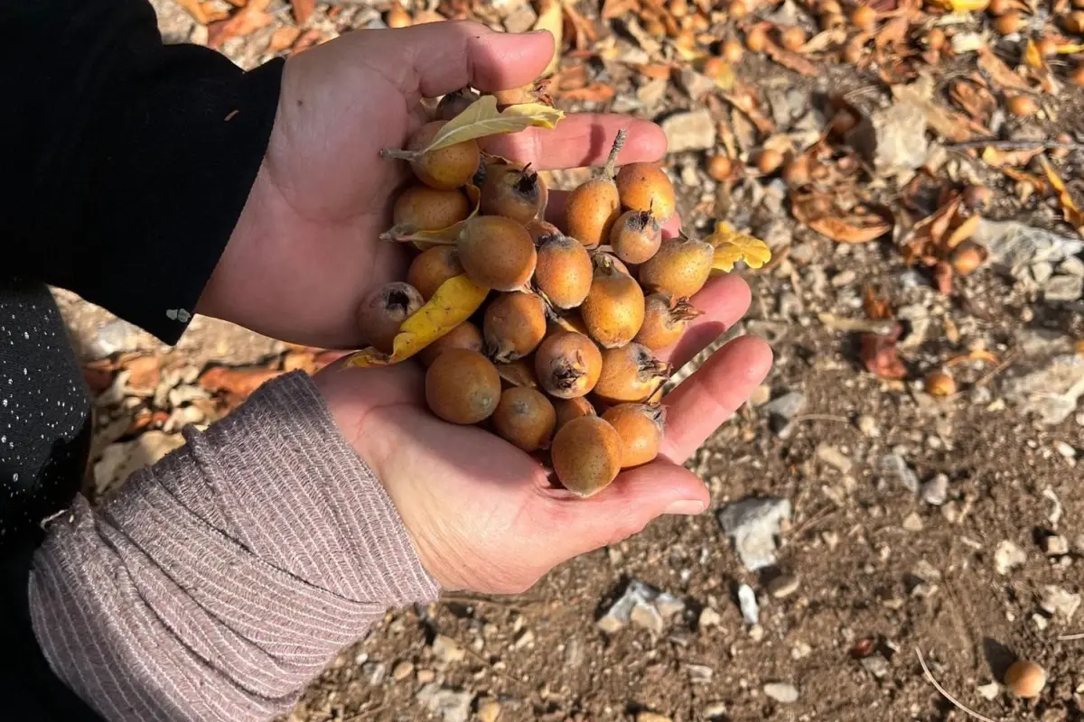 Akseki’de Gizemli Aşılamayla Yetişen Doğal Alıç Meyvesi Sevdalara Şifa Oluyor