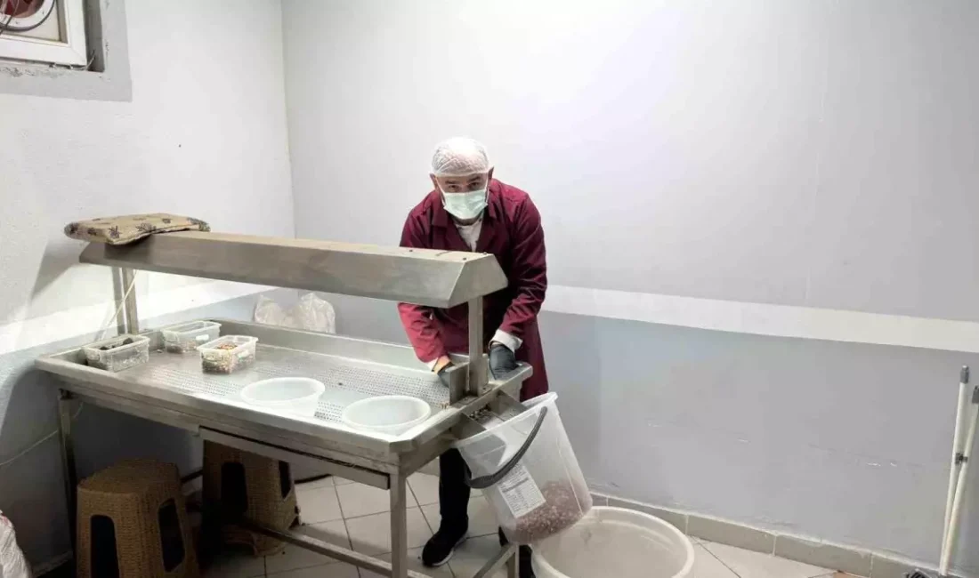 Alaplı’da fındık kavurma işinde