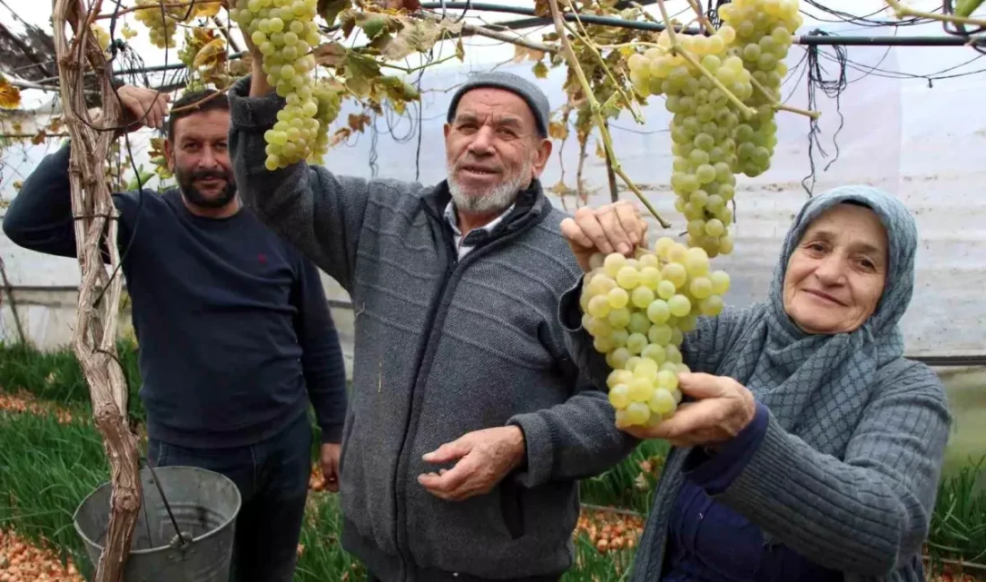 Amasya'nın renkli üzüm serası