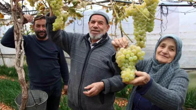 Amasya'nın renkli üzüm serası ve