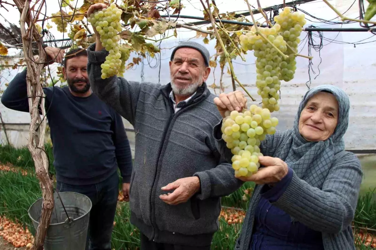 Amasya’nın Renkli Üzüm Serası ve Kadın Çiftçinin Başarısı