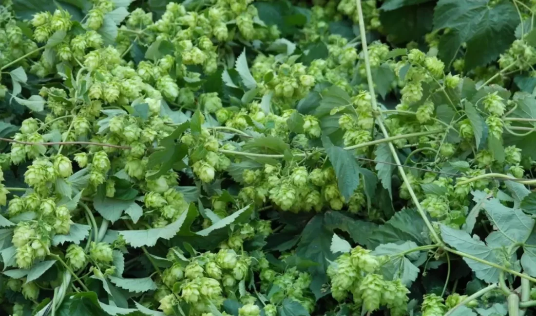 Bahar aylarının lüks sebzeleri