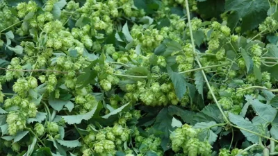 Bahar aylarının lüks sebzeleri Hop