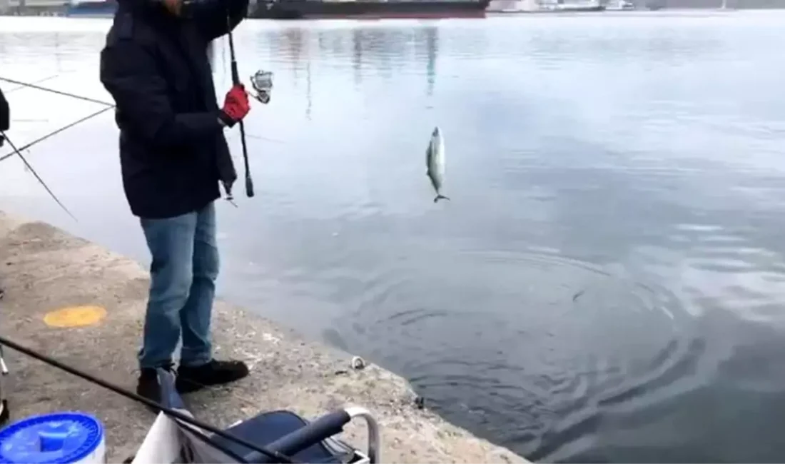 Bandırma sahilinde Palamut vurgu