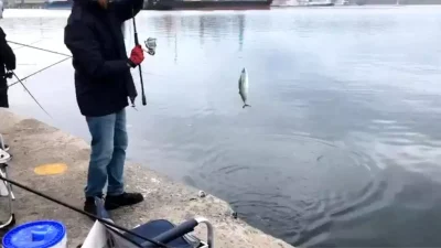 Bandırma Sahilinde Palamut Vuruşları ve Balıkçı Bereketi