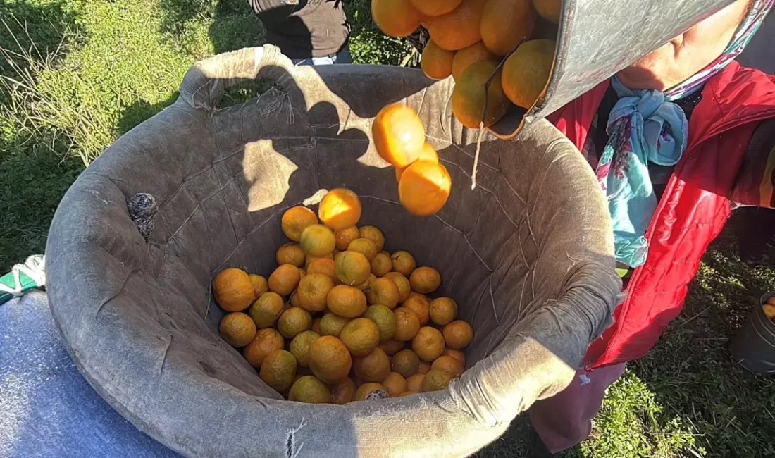 Bodrum Mandalinasında hasat zamanı