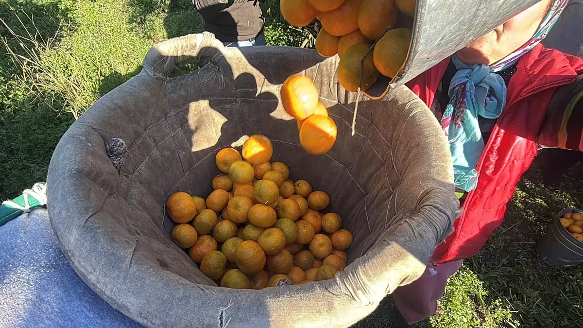 Bodrum Mandalinasında Hasat Coşkusu ve Yıla Özgü Görünüm